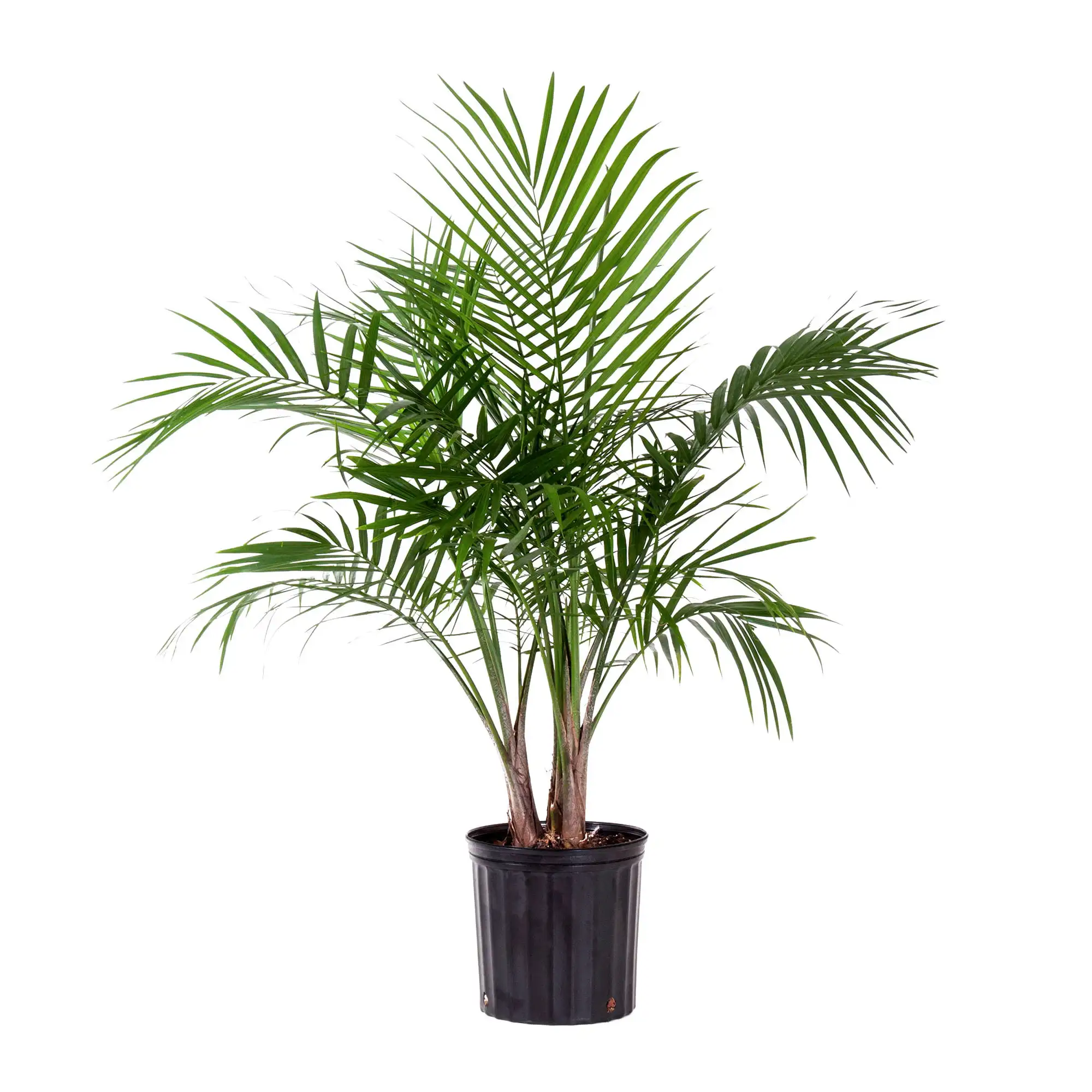 United Nursery Live Majesty Palm Indoor Plant 24-34 inches Tall with Green Fronds in 9.25 inch Grower Pot
United Nursery Live Majesty Palm Indoor Plant 24-34 inches Tall with Green Fronds in 9.25 inch Grower Pot