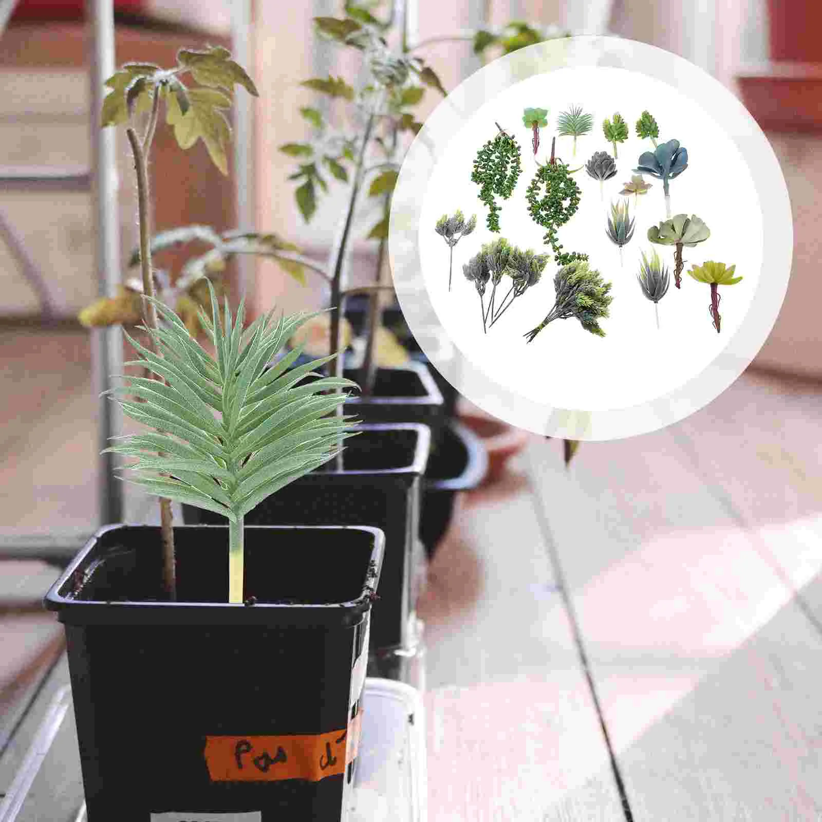 15Pcs Unique Natural Plants Decor Exquisite Micro Ornament Novel Photo Prop
15Pcs Unique Natural Plants Decor Exquisite Micro Ornament Novel Photo Prop