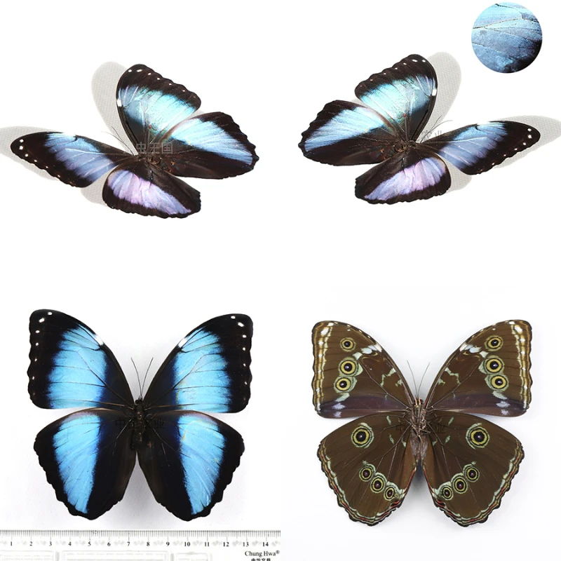 Morpho achille real butterfly specimen home decoration DIY crafts school education popular science gift sculpture
Morpho achille real butterfly specimen home decoration DIY crafts school education popular science gift sculpture