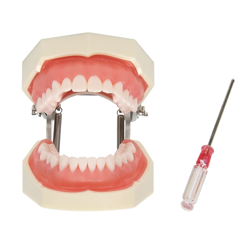 Teaching Model Teeth Model For Dentist To Communicate With Patients Standard Teeth Models With 28 Teeth And Soft Gum
Teaching Model Teeth Model For Dentist To Communicate With Patients Standard Teeth Models With 28 Teeth And Soft Gum