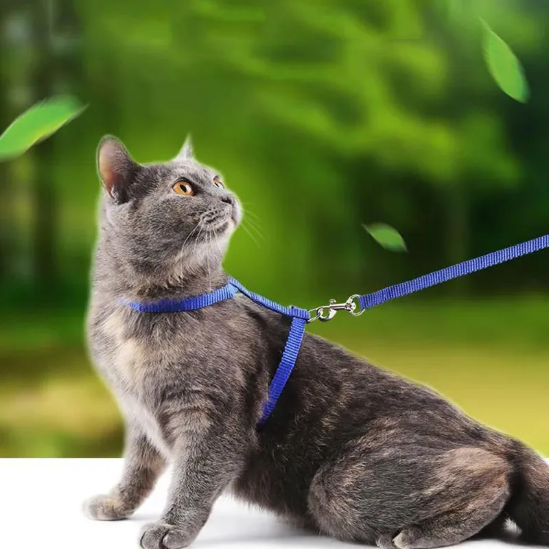 Escape-proof Small Dog Cat Harness Collar with Leash Set H Shape Choke Free Puppy Kitten Harness Soft Nylon Strap Collar for Pet
Escape-proof Small Dog Cat Harness Collar with Leash Set H Shape Choke Free Puppy Kitten Harness Soft Nylon Strap Collar for Pet