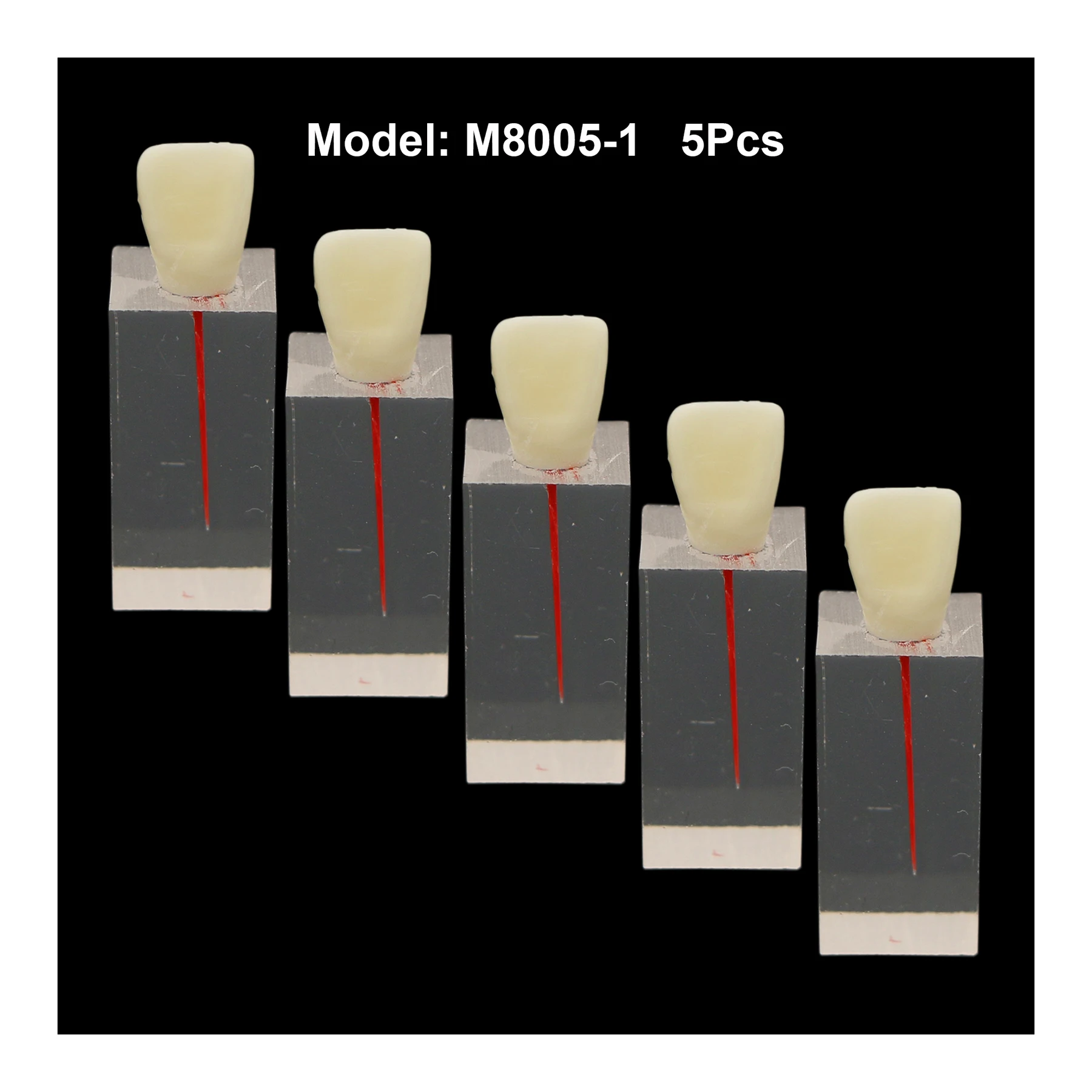 5Pcs Dental Endodontic Practice Single Red Root Canal Teeth Model M8005-1 Training Block Study Demo Of Files Operation
5Pcs Dental Endodontic Practice Single Red Root Canal Teeth Model M8005-1 Training Block Study Demo Of Files Operation