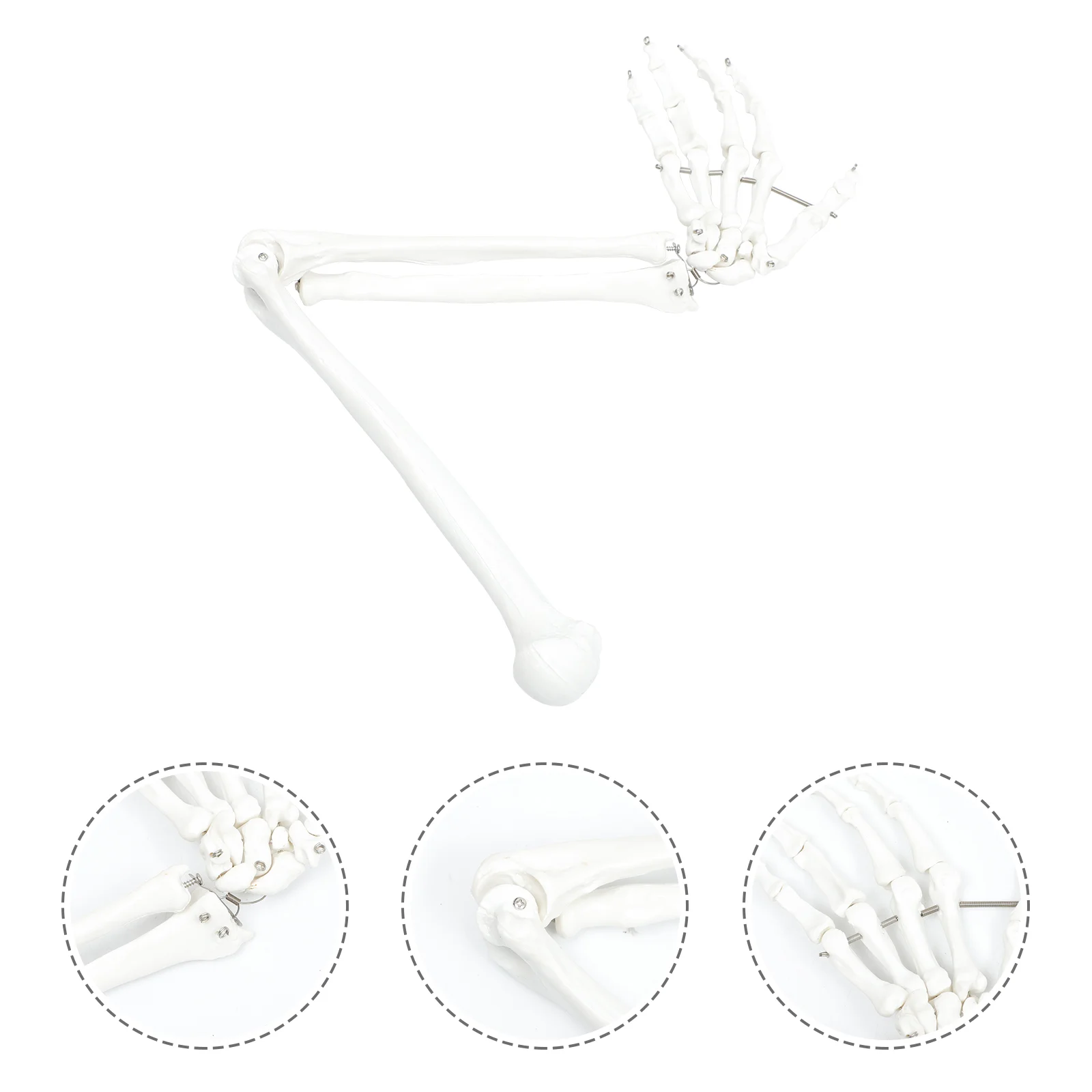 Teaching Aids Human Arm Joint Model Manaquin Human Hand Human Hand Joint Mode Plastic Medical
Teaching Aids Human Arm Joint Model Manaquin Human Hand Human Hand Joint Mode Plastic Medical