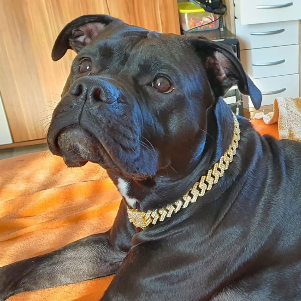 Dogs Chain Diamond Cuban Collar Metal Chains With Secure Buckle Funny Pet Necklaces Jewelry Accessories
Dogs Chain Diamond Cuban Collar Metal Chains With Secure Buckle Funny Pet Necklaces Jewelry Accessories