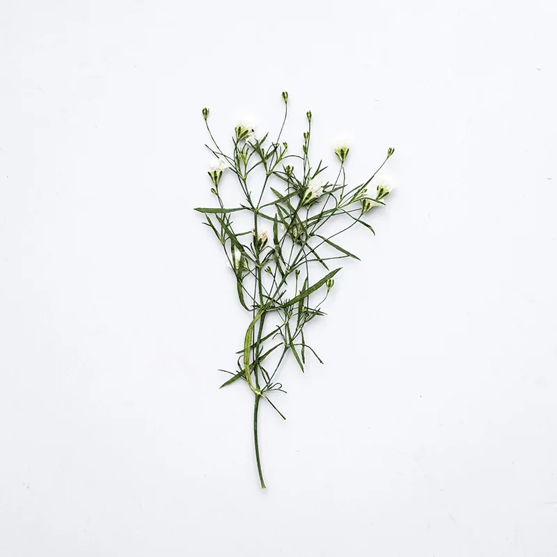 Gypsophila Repens Pressed Flower For Resin Dried Flower For DIY Phone Cover Craft Art Canlde Soap Bookmarks Scrapbook 12pcs
Gypsophila Repens Pressed Flower For Resin Dried Flower For DIY Phone Cover Craft Art Canlde Soap Bookmarks Scrapbook 12pcs