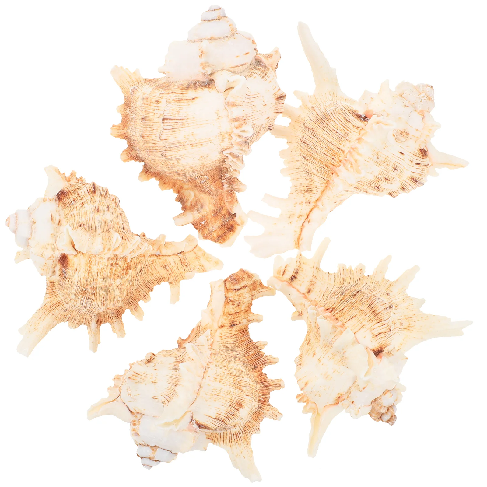 Shell Conch Sea Shells Natural Seashells Scallop Decoration Decor Ocean Beach Ornaments Craft Aquarium Charms Diy Wedding
Shell Conch Sea Shells Natural Seashells Scallop Decoration Decor Ocean Beach Ornaments Craft Aquarium Charms Diy Wedding