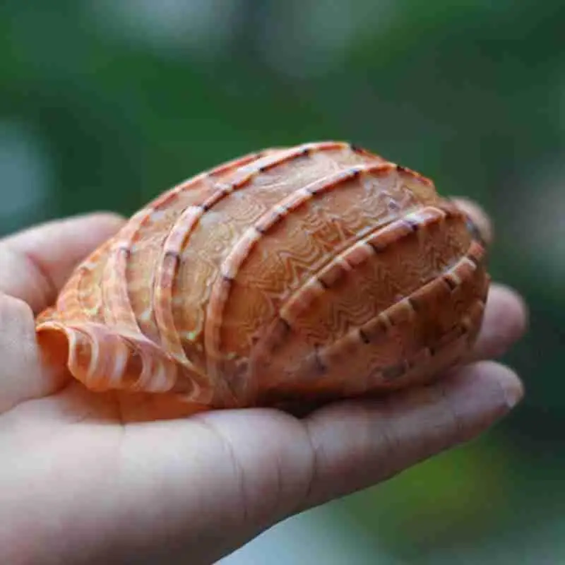 8-10cm Brown Natural Carambola Snail Shell Home Office Decorations Sea Ornaments Fish Collection Tank Souvenir Shells Gift M1Z1
8-10cm Brown Natural Carambola Snail Shell Home Office Decorations Sea Ornaments Fish Collection Tank Souvenir Shells Gift M1Z1