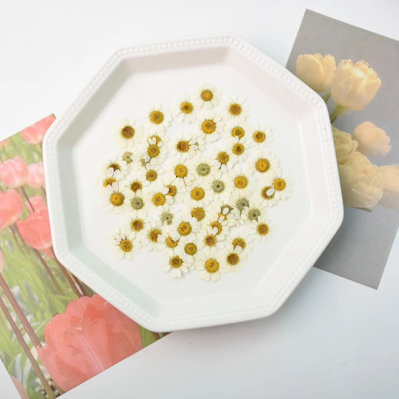 1-2cm/24pcs,Pressed real Chamomile petals,dried flower DIY adhesive jewelry wedding party bookmark gift card flower petal makeup
1-2cm/24pcs,Pressed real Chamomile petals,dried flower DIY adhesive jewelry wedding party bookmark gift card flower petal makeup