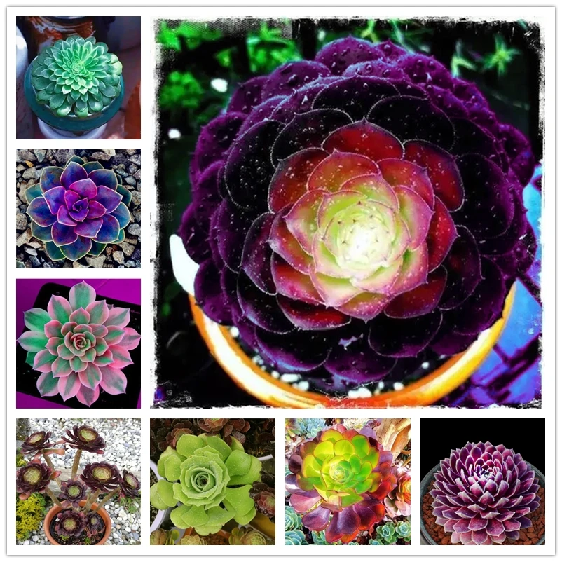 Sedum Rubrotinctum Succulent Nature Plants Fragrant Flower 100Pcs
Sedum Rubrotinctum Succulent Nature Plants Fragrant Flower 100Pcs