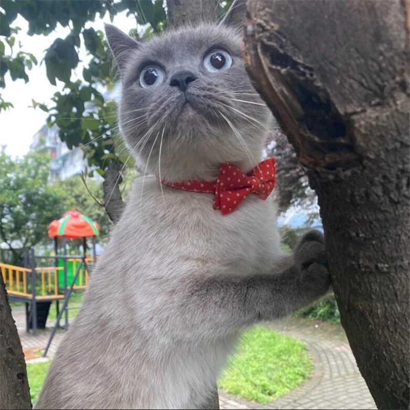 Ошейник для кошек, ошейник для домашних животных, аксессуары для кошек
Ошейник для кошек, ошейник для домашних животных, аксессуары для кошек