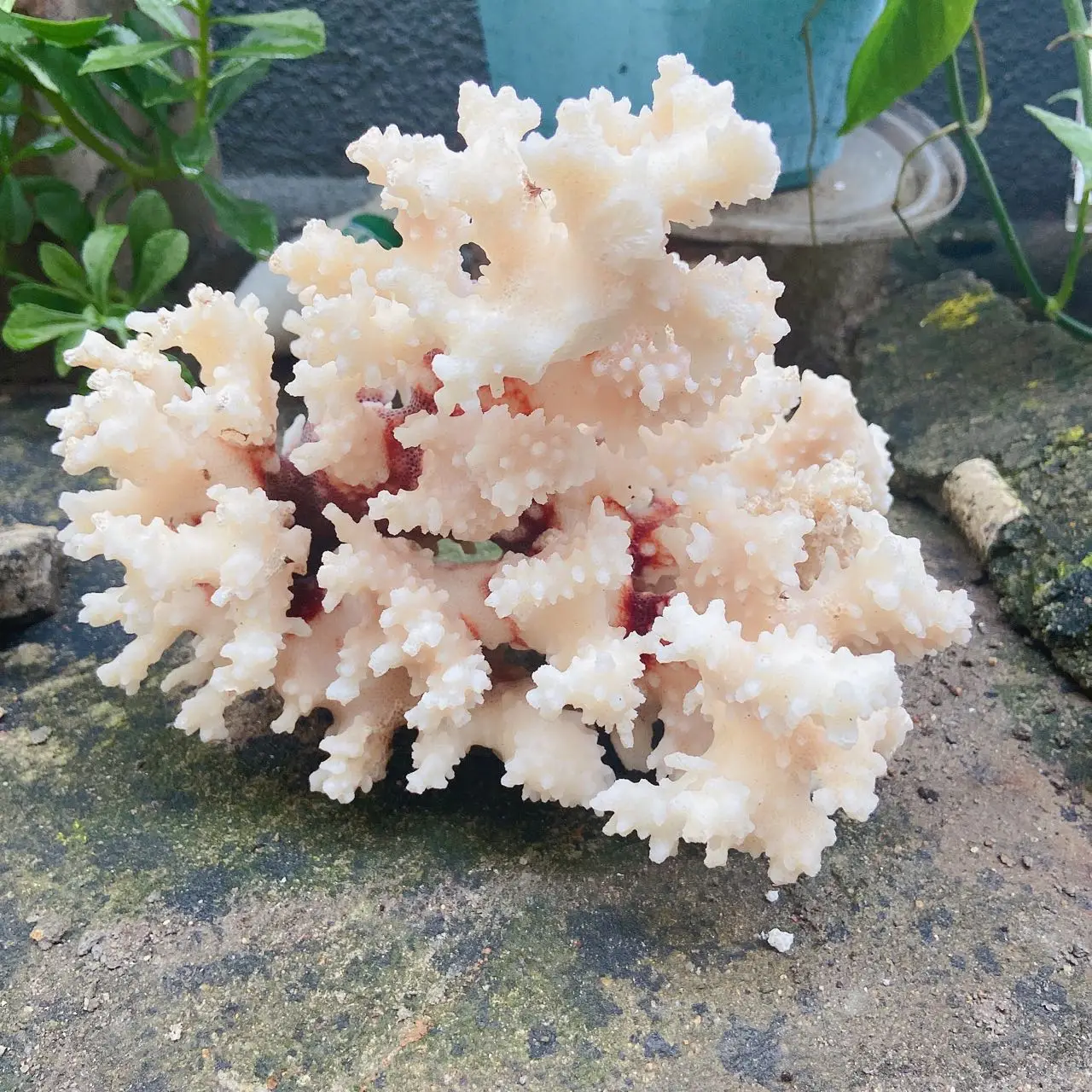 

1pcs Natural Coral Sea White Coral Tree White Coral Aquarium Landscaping Home Furnishing Ornaments Home Decoration