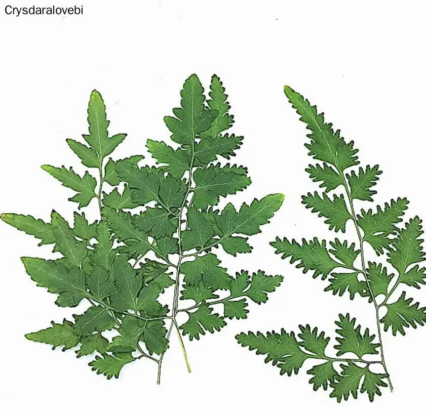 120pcs Pressed Dried Mixed Leaves Plants Herbarium For Jewelry Making Postcard Frame Phone Case Craft DIY
120pcs Pressed Dried Mixed Leaves Plants Herbarium For Jewelry Making Postcard Frame Phone Case Craft DIY