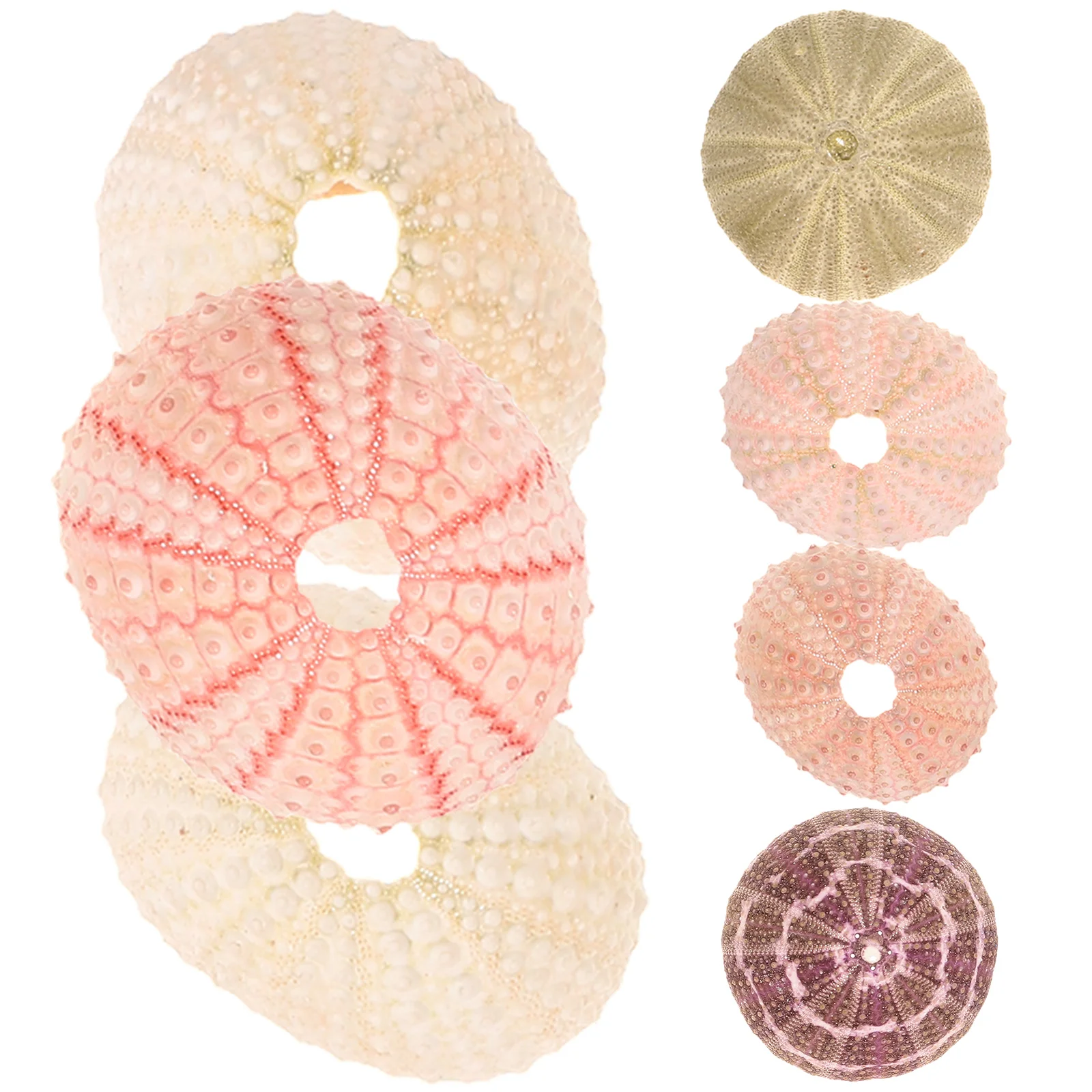 7 Pcs Aquarium Landscape Sea Urchin Creative Flowerpots Pot urchin Shell Pots
7 Pcs Aquarium Landscape Sea Urchin Creative Flowerpots Pot urchin Shell Pots