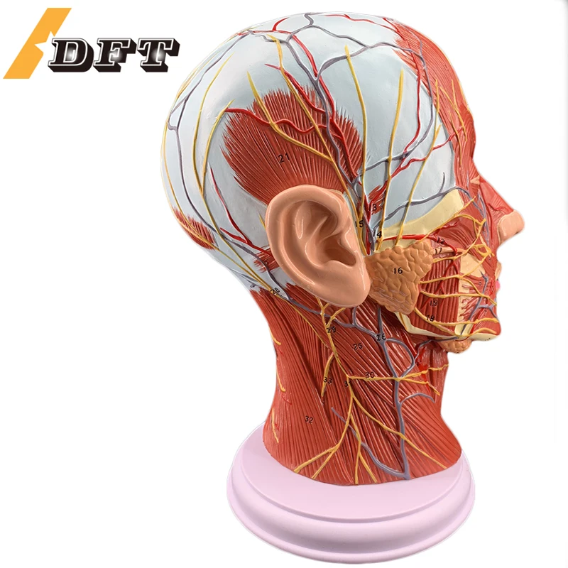 Head sagittal tomography Head and neck anatomy OTOL model Brain model Head superficial model
Head sagittal tomography Head and neck anatomy OTOL model Brain model Head superficial model