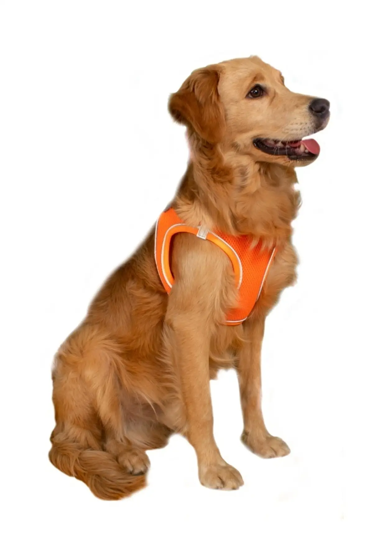 Air Mesh chest collar Neon orange
Air Mesh chest collar Neon orange