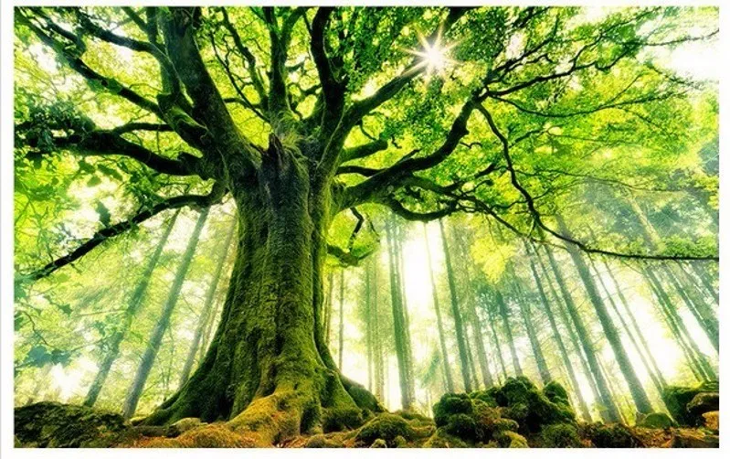 Пользовательские лесные живописные теплые солнце фреска papel de parede 3d обои для гостиной спальни фон обои пол домашний декор
Пользовательские лесные живописные теплые солнце фреска papel de parede 3d обои для гостиной спальни фон обои пол домашний декор