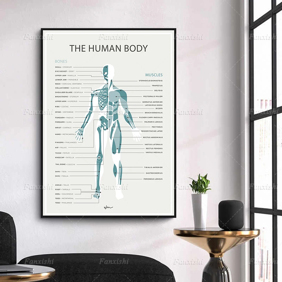 Skeleton Human Muscles Analyze Poster Wall Art Prints Nordic Canvas Painting Modular Pictures Retro Home Decor For Doctor Gift
Skeleton Human Muscles Analyze Poster Wall Art Prints Nordic Canvas Painting Modular Pictures Retro Home Decor For Doctor Gift