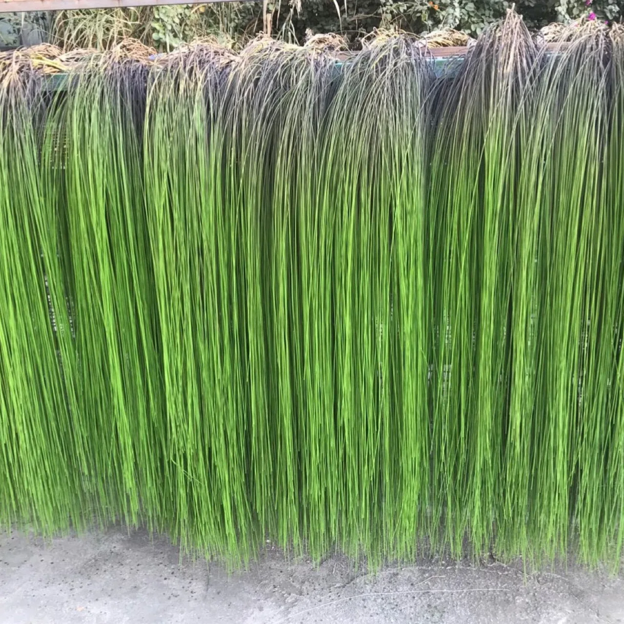 140cm Fake Garland Willow Wicker Plastic Green Plants Vine Artificial Willow Leaf Rattan Wall Hanging Ceiling Garden Home Decor
140cm Fake Garland Willow Wicker Plastic Green Plants Vine Artificial Willow Leaf Rattan Wall Hanging Ceiling Garden Home Decor