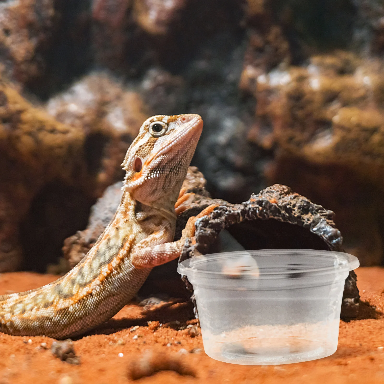 Reptile Dish Bowl Watercup Feeder Gecko Cups Transparentwear Household Resistant Small Accessory Reusable Use Daily Convenient
Reptile Dish Bowl Watercup Feeder Gecko Cups Transparentwear Household Resistant Small Accessory Reusable Use Daily Convenient
