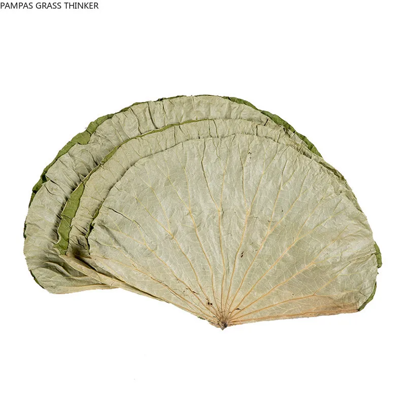 20pcs High quality pure natural dried whole dried lotus leaf 18-30cm Raw color
20pcs High quality pure natural dried whole dried lotus leaf 18-30cm Raw color