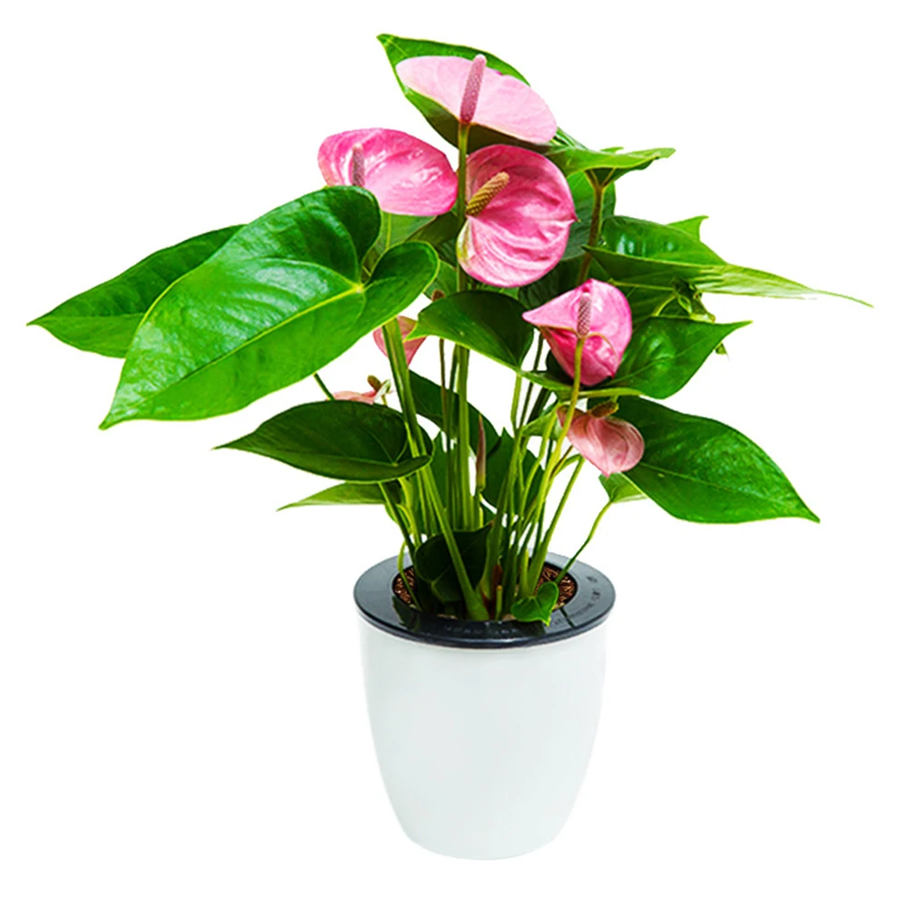 Boxes Flower Pot Self Watering 110mm Soil Planting 120m 130mm 150mm Office Plant Plastic Round 1 Set 180mm 90mm
Boxes Flower Pot Self Watering 110mm Soil Planting 120m 130mm 150mm Office Plant Plastic Round 1 Set 180mm 90mm