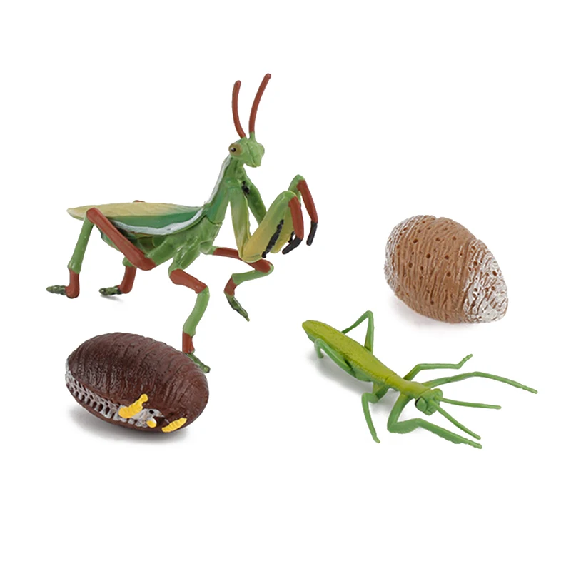 Simulation Animal Model Children&Science And Early Education Cognitive Toy Praying Mantis Growth Cycle Insect Life Cyc New
Simulation Animal Model Children&Science And Early Education Cognitive Toy Praying Mantis Growth Cycle Insect Life Cyc New