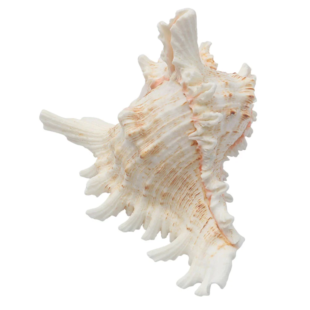 Shell Conch Statue Ocean Beach Seashells Bulk Ornaments Crafts Conch Shell Ornament Conch Shell Fish Tank House Ornaments
Shell Conch Statue Ocean Beach Seashells Bulk Ornaments Crafts Conch Shell Ornament Conch Shell Fish Tank House Ornaments