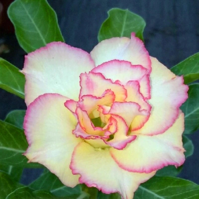 100Pcs Pretty Desert Rose Flower Seeds Incense Garden Bonsai Nature Plants Perennial Adenium Obesum Fragrant Incense A096G
100Pcs Pretty Desert Rose Flower Seeds Incense Garden Bonsai Nature Plants Perennial Adenium Obesum Fragrant Incense A096G