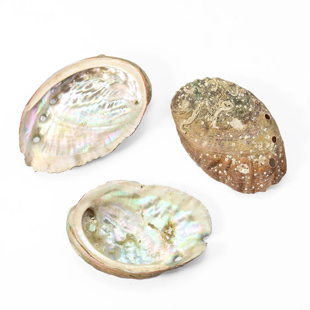 5 шт. реальная фотооболочка навигация образец аквариума для рыбы фантазия гадания Йога Медитация Декор
5 шт. реальная фотооболочка навигация образец аквариума для рыбы фантазия гадания Йога Медитация Декор