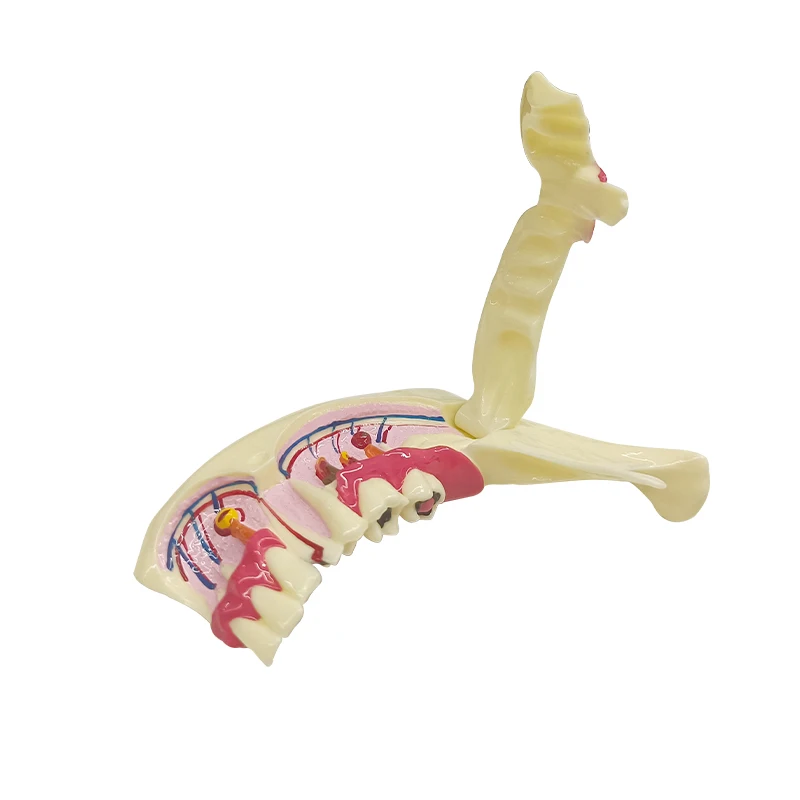 Mandible Tissue Anatomical Model Dental Endodontic Treatment Model Study Teach Teeth Model
Mandible Tissue Anatomical Model Dental Endodontic Treatment Model Study Teach Teeth Model