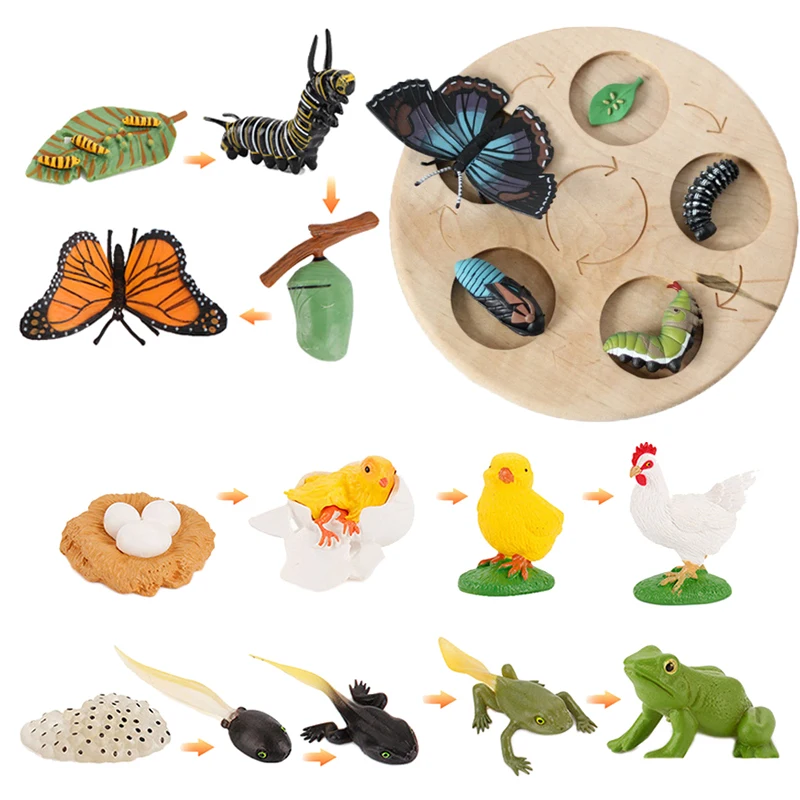 Animal Life Cycle Board Children Educational Toys Montessori Teaching Aids Plant Growth Cycle Model Set Preschool Cognitive Toys
Animal Life Cycle Board Children Educational Toys Montessori Teaching Aids Plant Growth Cycle Model Set Preschool Cognitive Toys