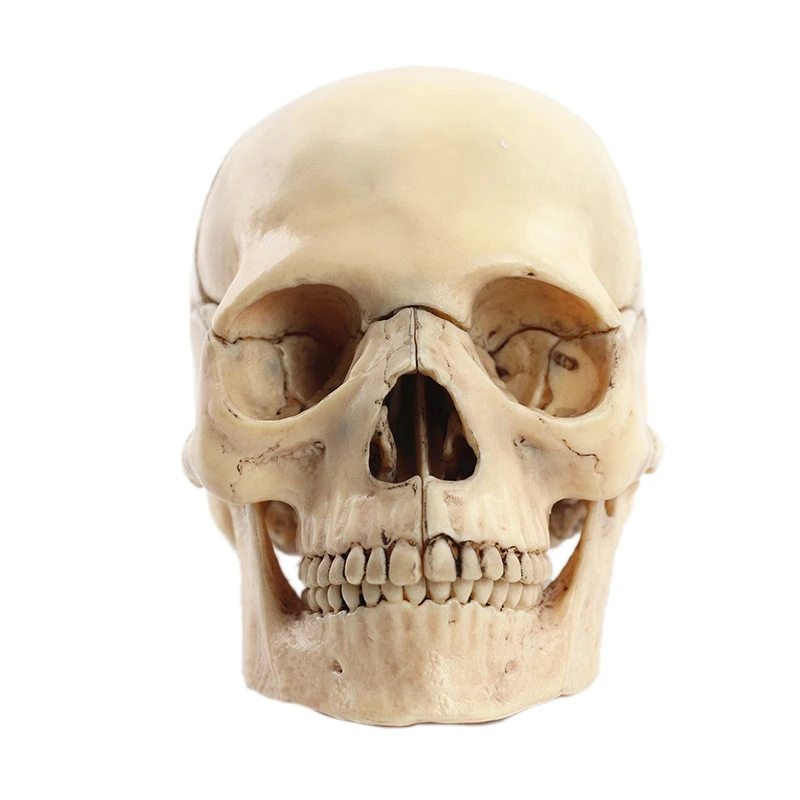 1:2 Disassembled Skull Anatomical Model Anatomy Skeleton Skull Model Detachable Teaching Supplies Tool
1:2 Disassembled Skull Anatomical Model Anatomy Skeleton Skull Model Detachable Teaching Supplies Tool