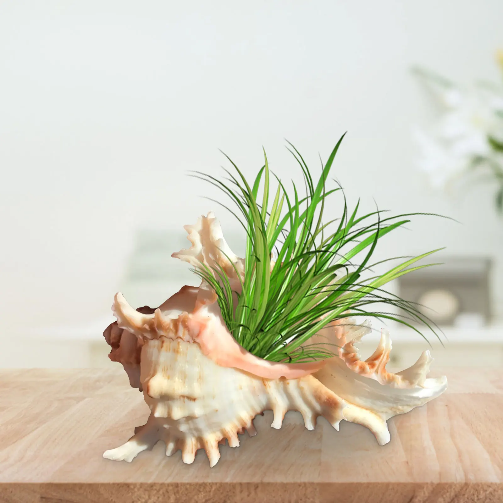 Горшки для растений из морской ракушки, натуральные раковины, украшение для дома, подвесной цветочный горшок, органический контейнер для су... 
Горшки для растений из морской ракушки, натуральные раковины, украшение для дома, подвесной цветочный горшок, органический контейнер для су...
