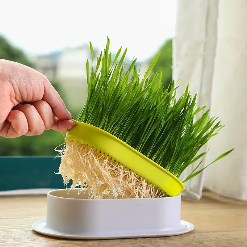 

New Pet Cat Sprout Dish Growing Pot Hydroponic Plant Pot Cat Grass Germination Digestion Starter Dish Greenhouse Grow Box
