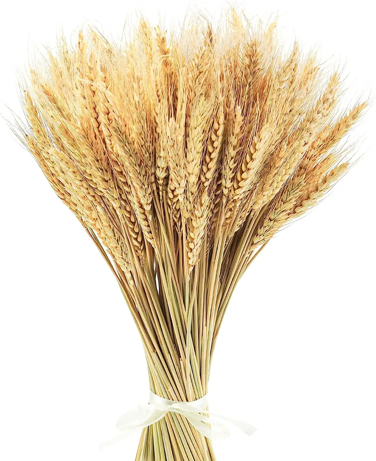 17.7 Inche Dried Wheat Stalks - Perfect for Christmas, Autumn Thanksgiving Harvest 100% Natural Wheat Wedding Boho Farmhouse
17.7 Inche Dried Wheat Stalks - Perfect for Christmas, Autumn Thanksgiving Harvest 100% Natural Wheat Wedding Boho Farmhouse