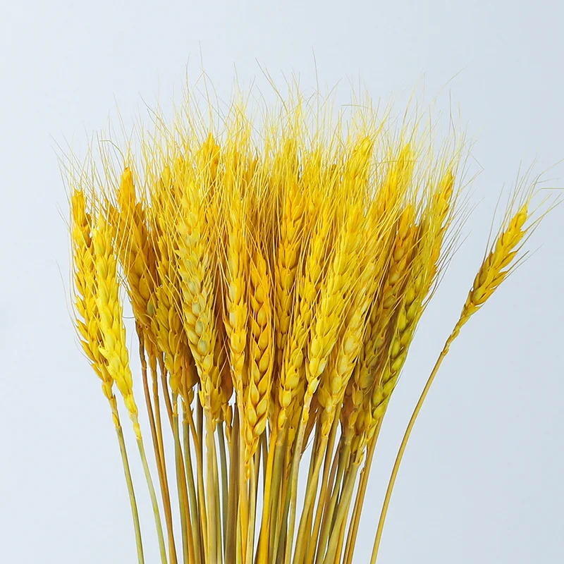 50/80/100Pcs Wheat Ear Bouquet Real High Quality Natural Dried Flowers For Home Decor Wedding Party Desk Decoration Ornaments
50/80/100Pcs Wheat Ear Bouquet Real High Quality Natural Dried Flowers For Home Decor Wedding Party Desk Decoration Ornaments