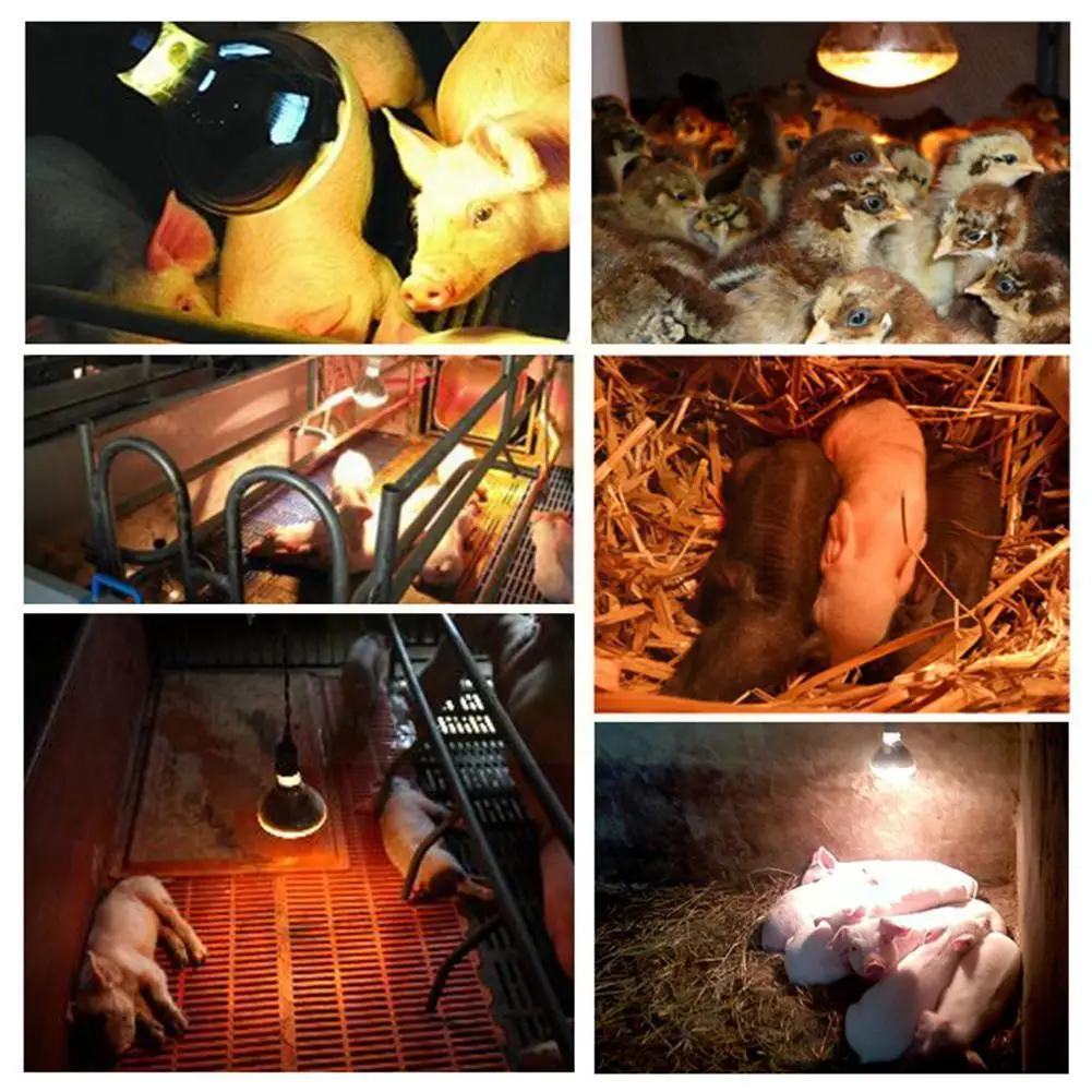 1pc Farm Thermal Light Preservation Reptile Habitat Supplies Lighting Ray Lamp Dog Pig Led Heat Chicken Infrared W6b0
1pc Farm Thermal Light Preservation Reptile Habitat Supplies Lighting Ray Lamp Dog Pig Led Heat Chicken Infrared W6b0