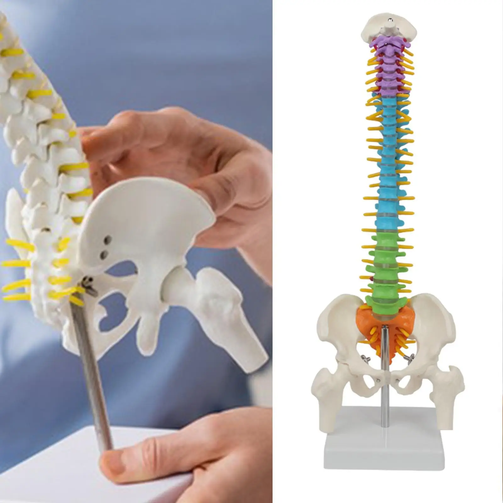 Анатомическая модель позвоночника из ПВХ 45 см
Анатомическая модель позвоночника из ПВХ 45 см