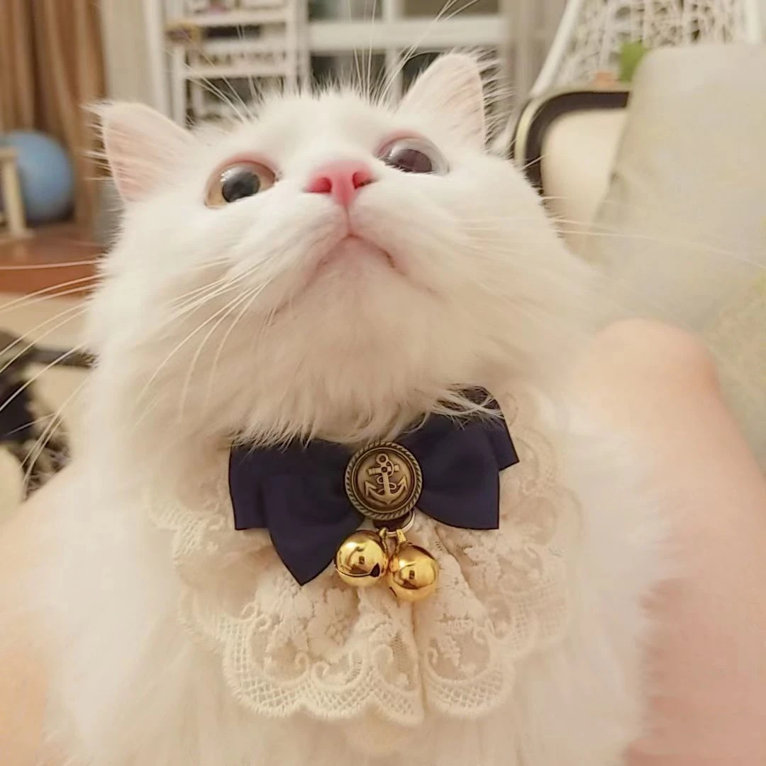 Lace Bow Tie Cat & Dog Collar, with Bell for Dogs & Cats , Breakaway Cat Collar with Cute Bowtie, Adjustable and Handmade
Lace Bow Tie Cat & Dog Collar, with Bell for Dogs & Cats , Breakaway Cat Collar with Cute Bowtie, Adjustable and Handmade