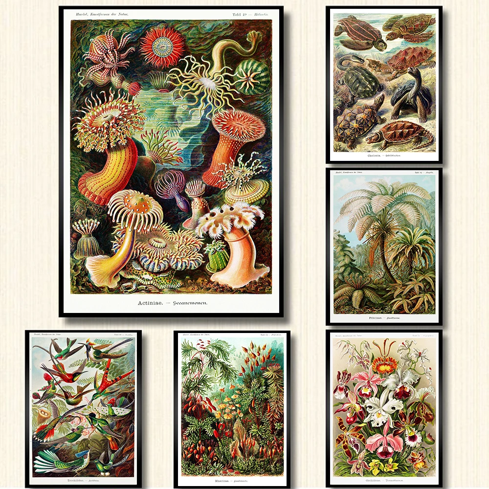 Классические флора, фауна, образовательные постеры птицы насекомые, рыба, животные, холст, принты, винтажные, кабинет, искусство, настенная ж... 
Классические флора, фауна, образовательные постеры птицы насекомые, рыба, животные, холст, принты, винтажные, кабинет, искусство, настенная ж...