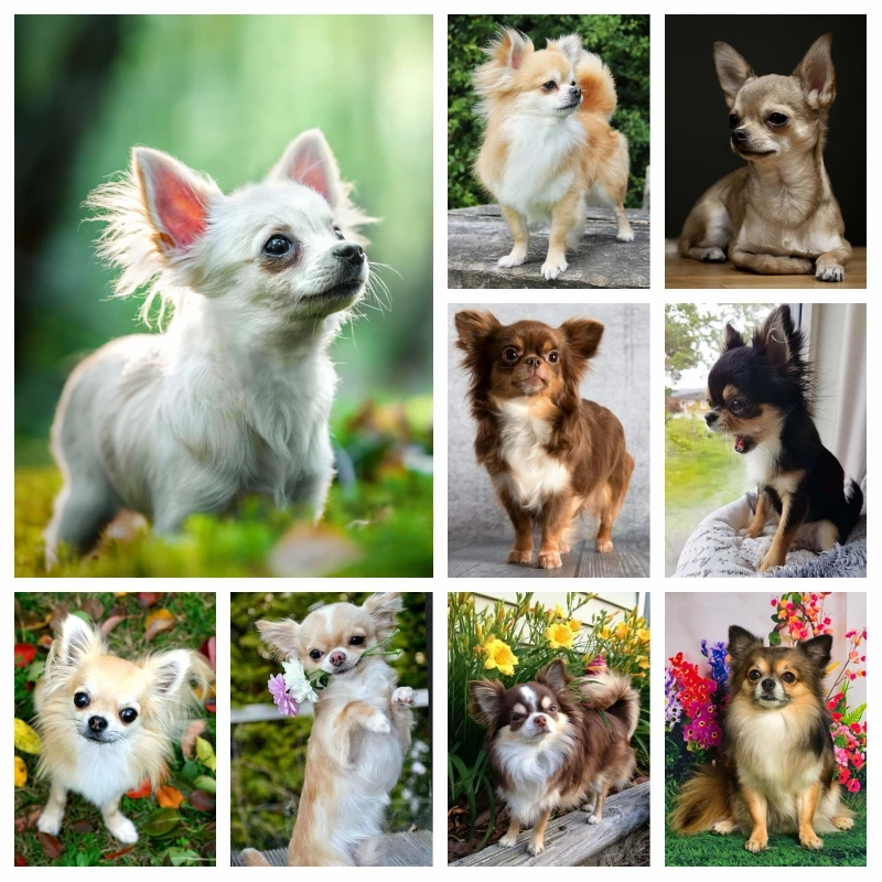 Cute Chihuahua Dog AB Drills Diamond Painting Art Tea Cup Puppy Pet Animal Full Cross Stitch Dog Lover Gift Mosaic Home Decor
Cute Chihuahua Dog AB Drills Diamond Painting Art Tea Cup Puppy Pet Animal Full Cross Stitch Dog Lover Gift Mosaic Home Decor