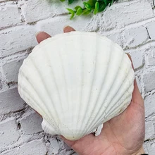 Natural White Large Scallops Clam Mussel Shell Nautical Specimen Oceanarium Landscaping Props Barbecue Oysters Conch Beach Decor