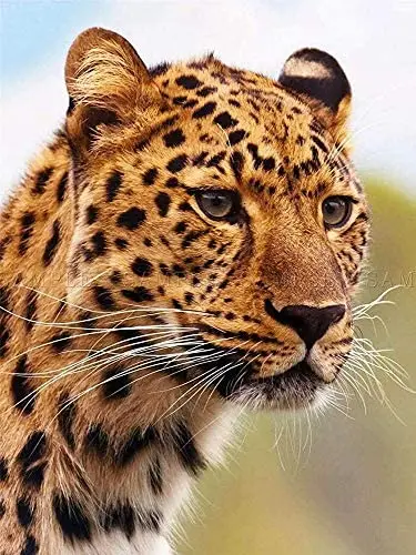 Animal Big Cat Leopard Spots Feline Large Decor Laminated Poster Tin Sign
Animal Big Cat Leopard Spots Feline Large Decor Laminated Poster Tin Sign