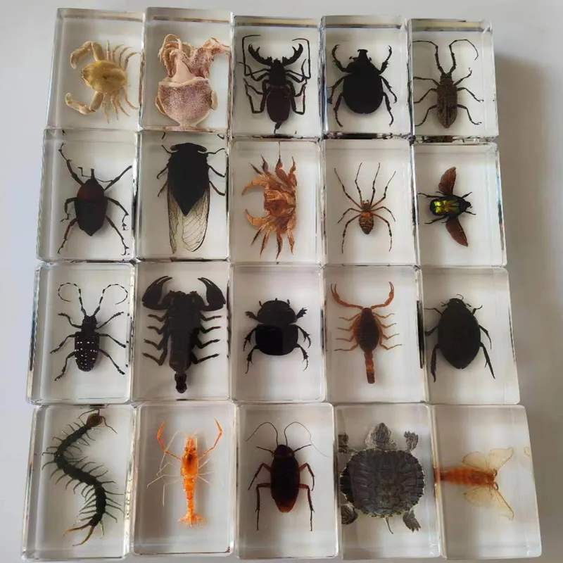Insect In Resin Specimen Transparent Crystal Amber Spider Scorpion Specimen Collection Surprise Gift Home Tabletop Decoration
Insect In Resin Specimen Transparent Crystal Amber Spider Scorpion Specimen Collection Surprise Gift Home Tabletop Decoration
