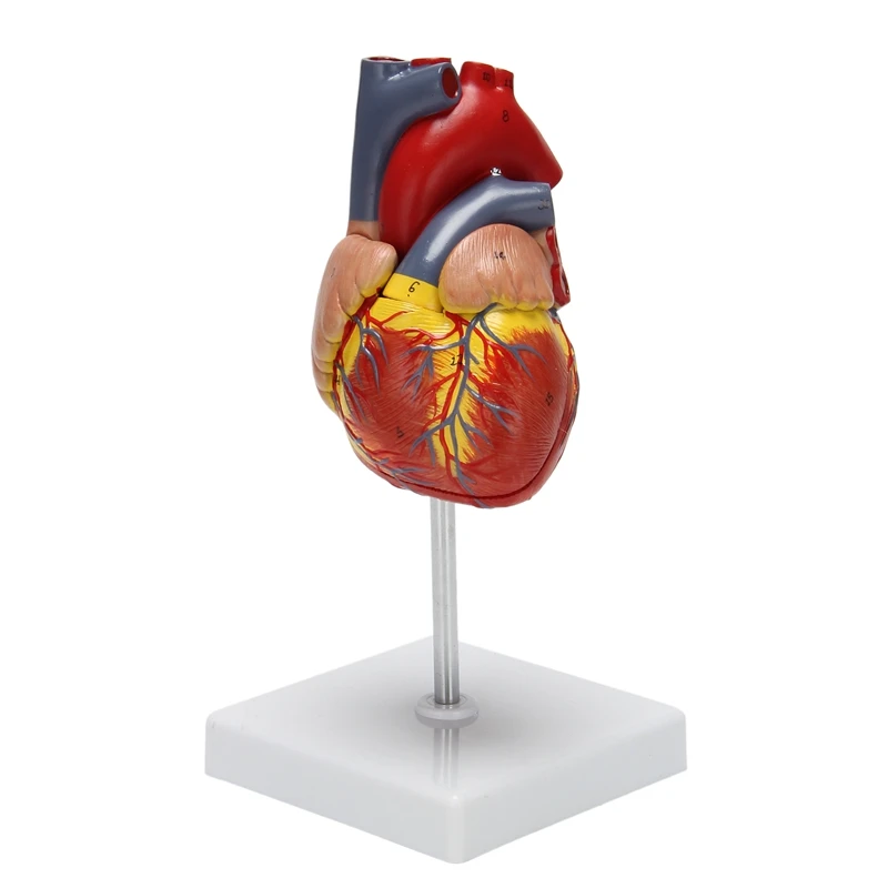 1: 1 Human Heart Model, Anatomically Accurate Heart Model Life Size Human Skeleton Anatomy For Science Classroom Study Display T
1: 1 Human Heart Model, Anatomically Accurate Heart Model Life Size Human Skeleton Anatomy For Science Classroom Study Display T