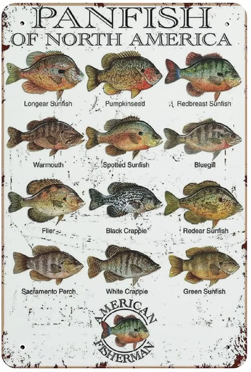 Metal Tin Sign Panfish of North America Vintage Tin Poster Metal Sign Wall Decoration Country Kitchen Home Garage Decor 12"x8"
Metal Tin Sign Panfish of North America Vintage Tin Poster Metal Sign Wall Decoration Country Kitchen Home Garage Decor 12"x8"