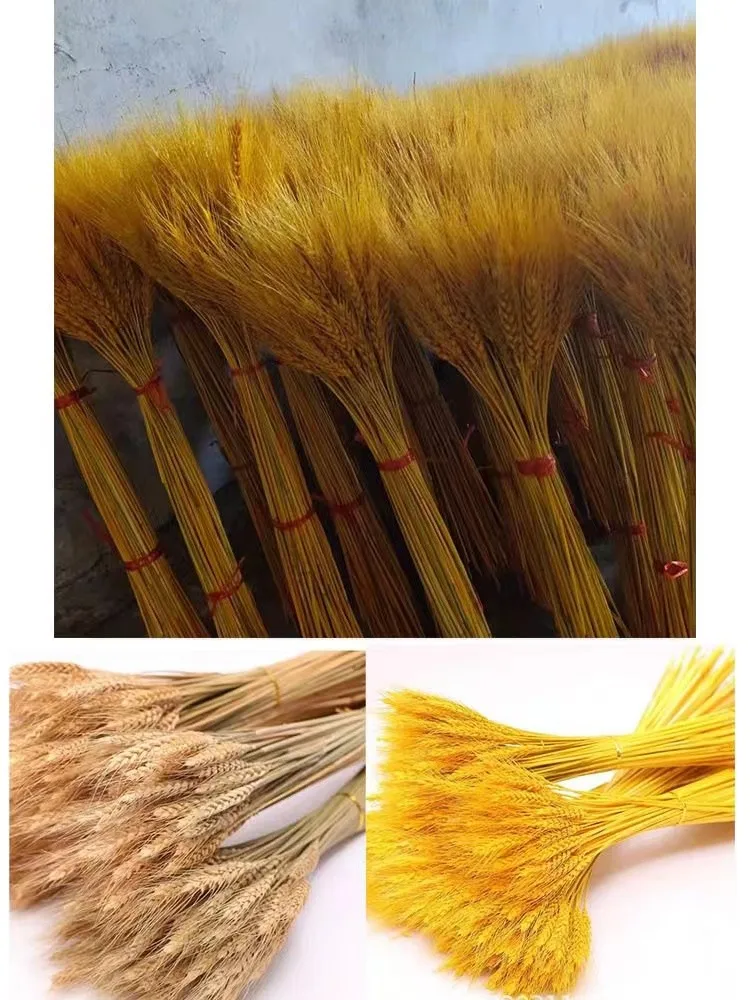 50Pcs Real Wheat Ear Natural Dried Flowers Wedding Decoration Wedding Gifts For Guests Small Flowers For Crafts Pampas Artificia
50Pcs Real Wheat Ear Natural Dried Flowers Wedding Decoration Wedding Gifts For Guests Small Flowers For Crafts Pampas Artificia