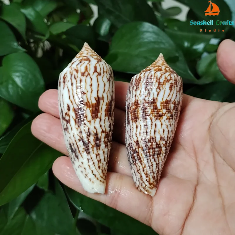 Натуральные конусные ракушки Conus Australis, 2 шт. 
Натуральные конусные ракушки Conus Australis, 2 шт.