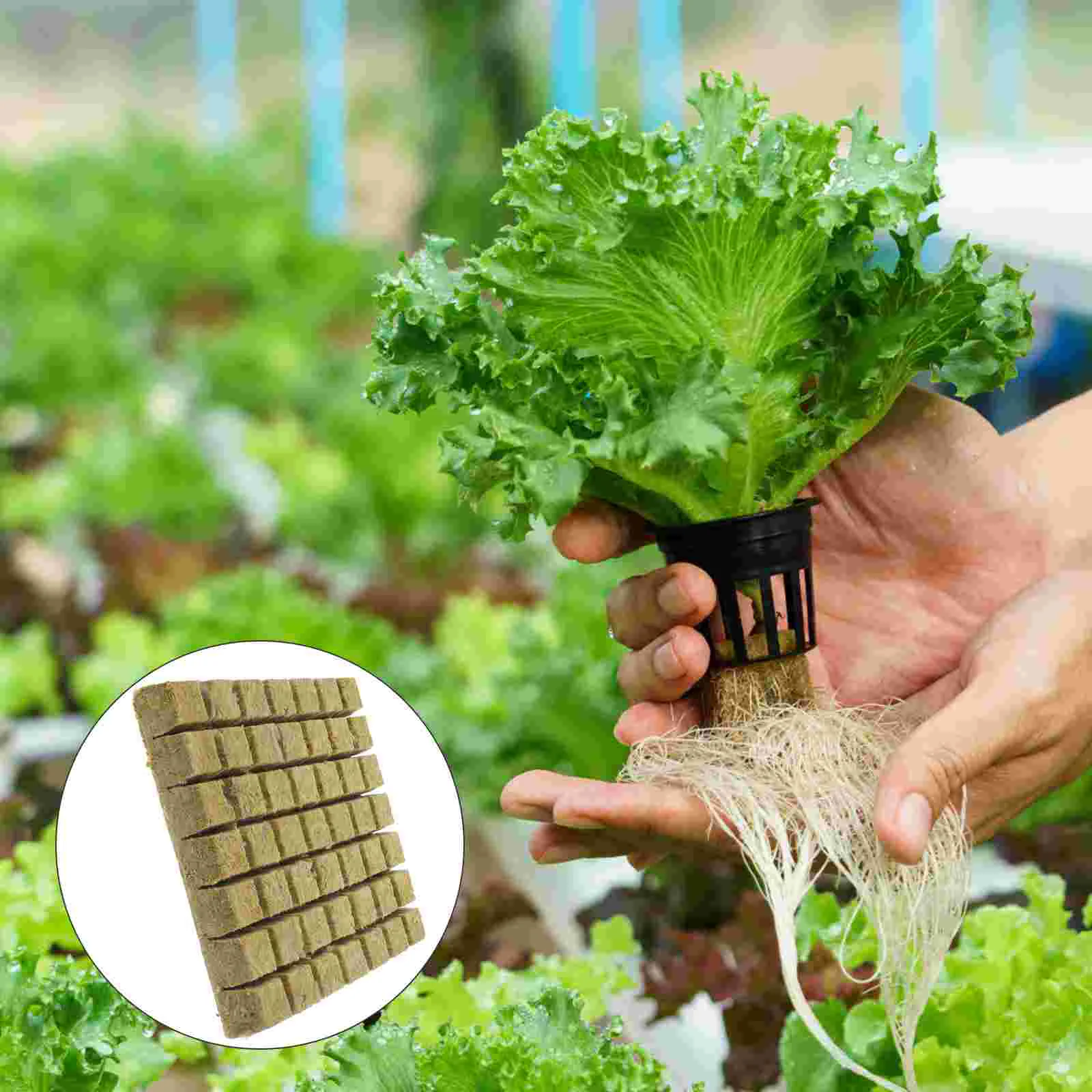 Block Grow Plugs Starter Cube Cubes Hydroponic Gardening Germination Wool Soil Soilless Planting Cultivation Hydroponics Culture
Block Grow Plugs Starter Cube Cubes Hydroponic Gardening Germination Wool Soil Soilless Planting Cultivation Hydroponics Culture