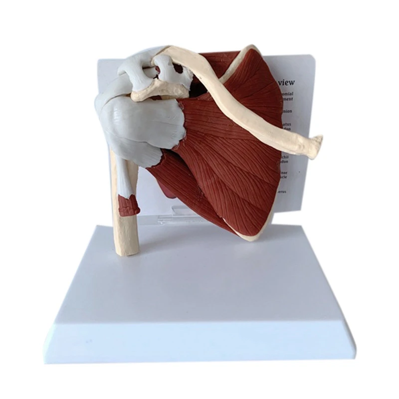 Human Skeleton Shoulder Scapula Clavicle Muscle Model Joint Functional Ligament Teaching Aid
Human Skeleton Shoulder Scapula Clavicle Muscle Model Joint Functional Ligament Teaching Aid